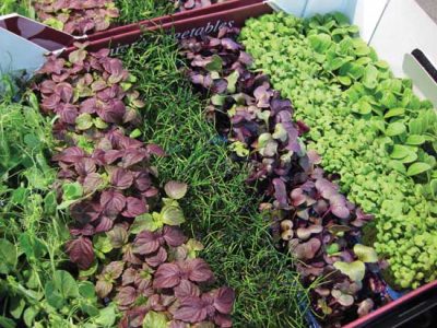 Microgreens make indoor gardening easy with a tabletop garden.